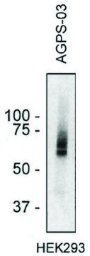 Monoclonal Anti-AGPS antibody produced in