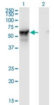 Monoclonal Anti-NMT2 antibody produced in