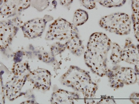 Monoclonal Anti-BAX antibody produced in