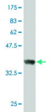 Monoclonal Anti-RUFY1 antibody produced in