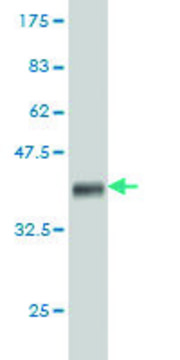 Monoclonal Anti-ARHGEF11 antibody produced in