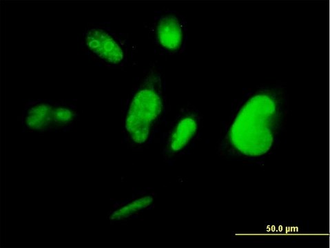 Monoclonal Anti-TCEA3 antibody produced in