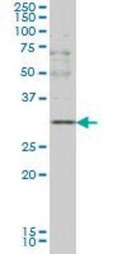 Monoclonal Anti-CD40LG antibody produced in