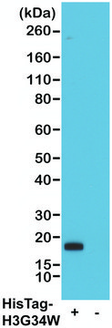 Anti-His-Tag-Biotin antibody, Rabbit monoclonal