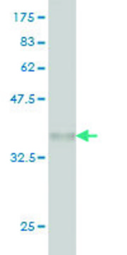 Monoclonal Anti-SNCAIP antibody produced in