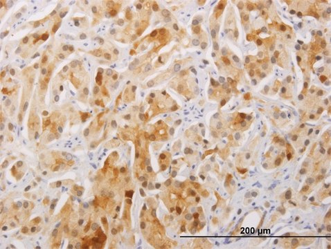 Monoclonal Anti-FAM84A antibody produced in