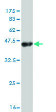 Monoclonal Anti-TTYH1 antibody produced in