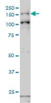 Monoclonal Anti-GAK antibody produced in