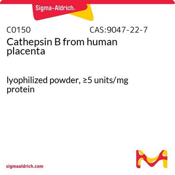 Cathepsin B from human placenta