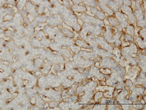 Monoclonal Anti-EHD3 antibody produced in