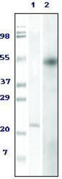 Monoclonal Anti-FOXP3 antibody produced in