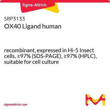 OX40 Ligand human