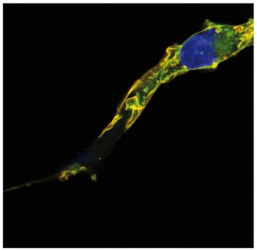 Monoclonal Anti-RRAS2 antibody produced in