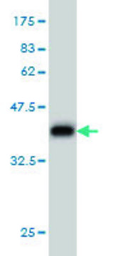 Monoclonal Anti-CHST11 antibody produced in