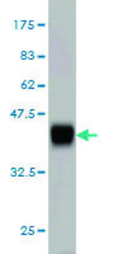 Monoclonal Anti-BVES antibody produced in
