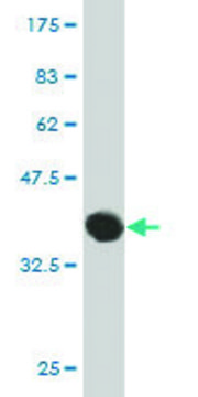 Monoclonal Anti-DLG5 antibody produced in