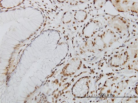 Monoclonal Anti-POLK antibody produced in