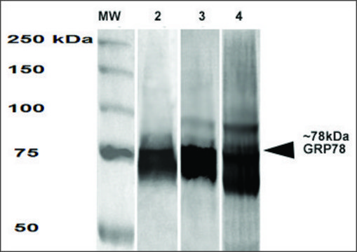 Monoclonal Anti-Grp78 antibody produced in