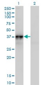 Monoclonal Anti-NOV antibody produced in