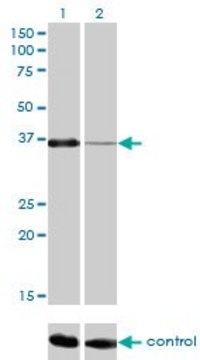 Monoclonal Anti-PITX1 antibody produced in