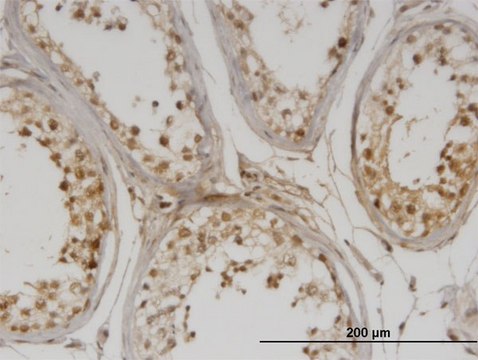 Monoclonal Anti-DMAP1 antibody produced in