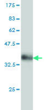 Monoclonal Anti-DEDD antibody produced in