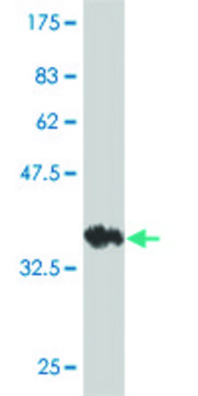 Monoclonal Anti-SPTBN2 antibody produced in