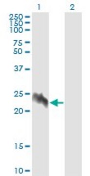 Monoclonal Anti-EIF5A2 antibody produced in
