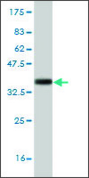 Monoclonal Anti-PCDHB1 antibody produced in