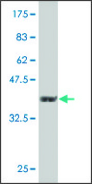 Monoclonal Anti-PJA1 antibody produced in