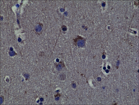 Anti-Phospho-RSK1 (Thr359/ser363) antibody, Rabbit monoclonal