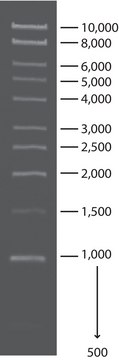1 kb DNA Ladder