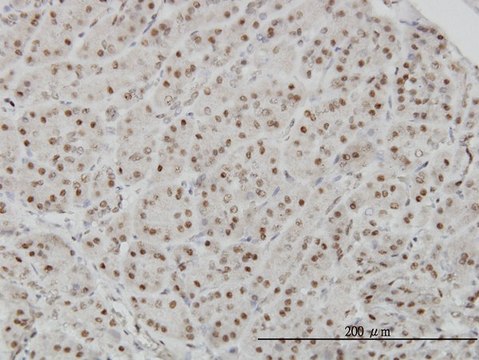 Monoclonal Anti-AKAP8 antibody produced in
