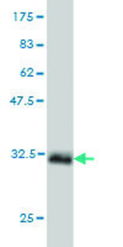 Monoclonal Anti-HOXB1 antibody produced in