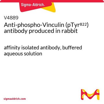 Anti-phospho-Vinculin (pTyr?²²) antibody produced in