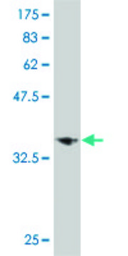 Monoclonal Anti-LHX6 antibody produced in