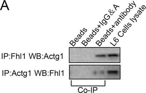 Monoclonal Anti-FHL1 antibody produced in