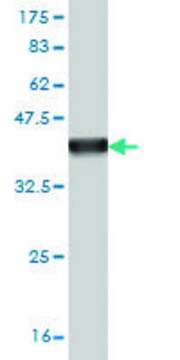 Monoclonal Anti-PPFIA4 antibody produced in