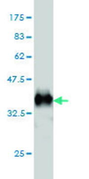 Monoclonal Anti-KCNA3 antibody produced in