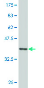 Monoclonal Anti-UNC13D antibody produced in