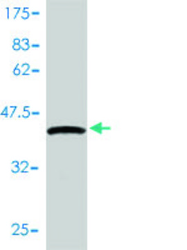 Monoclonal Anti-DEPC-1 antibody produced in