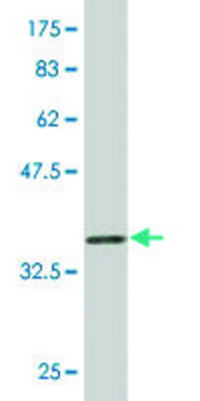 Monoclonal Anti-NDOR1 antibody produced in