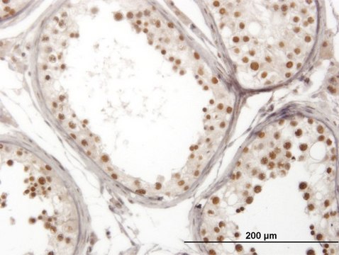 Monoclonal Anti-NOL4 antibody produced in