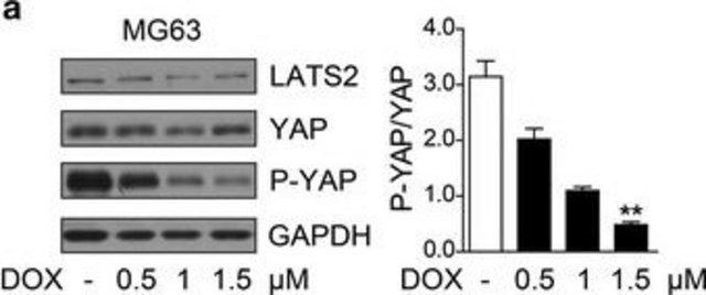 Monoclonal Anti-TEAD4 antibody produced in