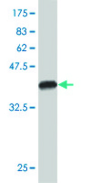 Monoclonal Anti-NDUFB7 antibody produced in