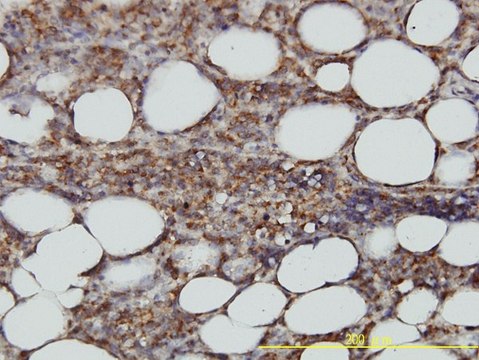 Monoclonal Anti-STX6 antibody produced in