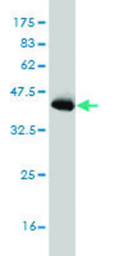 Monoclonal Anti-PIAS3 antibody produced in