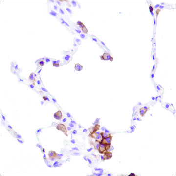 Anti-CD16A antibody, Rabbit monoclonal