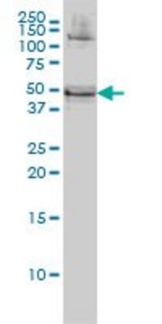Monoclonal Anti-RBMS1 antibody produced in
