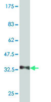 Monoclonal Anti-NEU2 antibody produced in